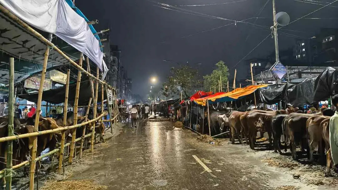বৃষ্টিতে ছন্নছাড়া রাজধানীর পশুর হাট, ক্রেতার অপেক্ষায় ব্যাপারীরা