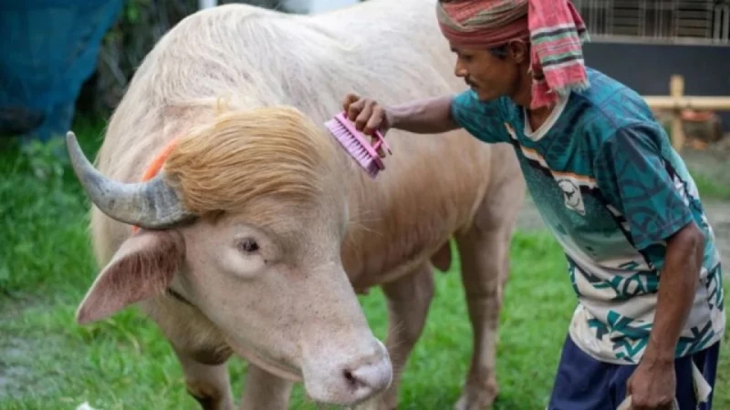 স্বরাষ্ট্রমন্ত্রীর হস্তক্ষেপে কোরবানি হচ্ছে না ‘ডোনাল্ড ট্রাম্প’